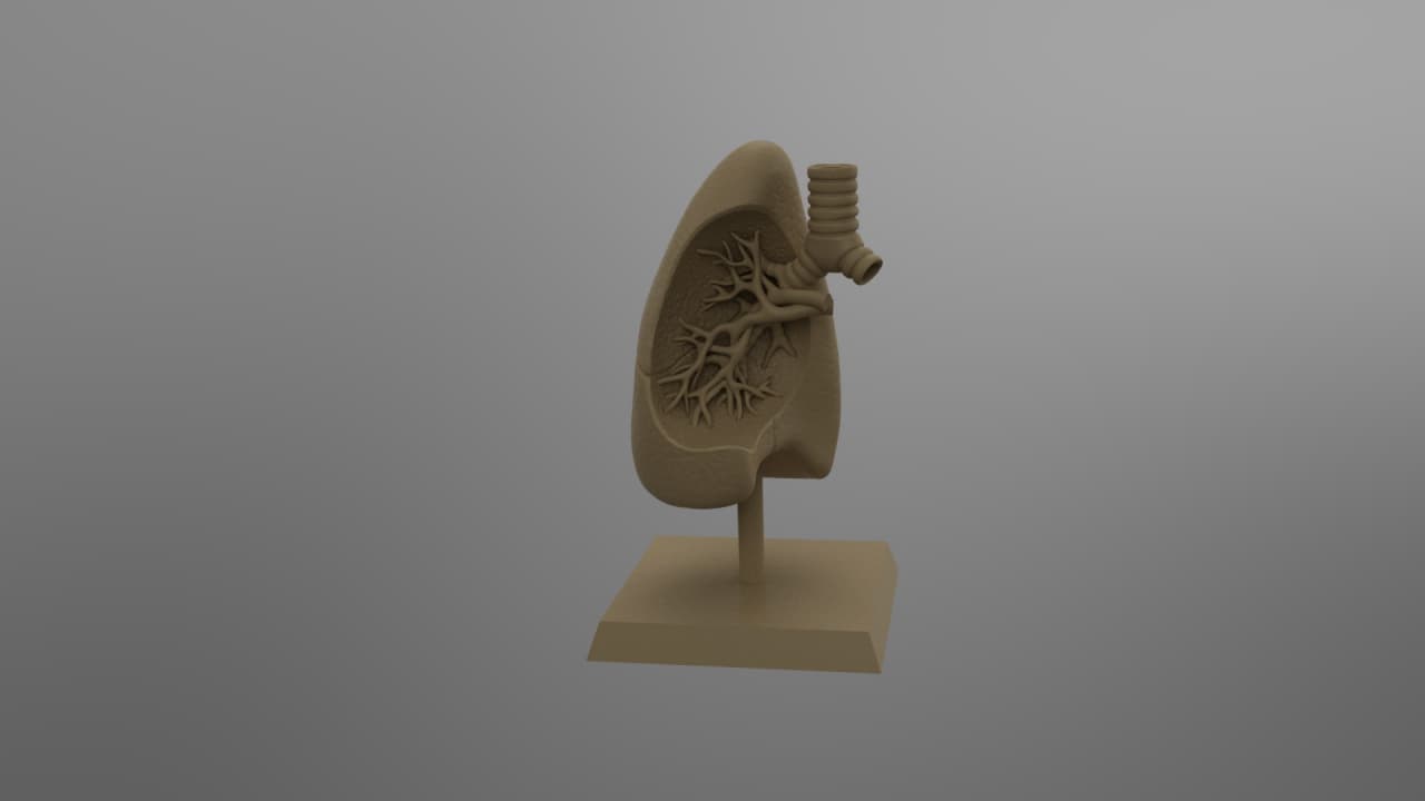 Lung