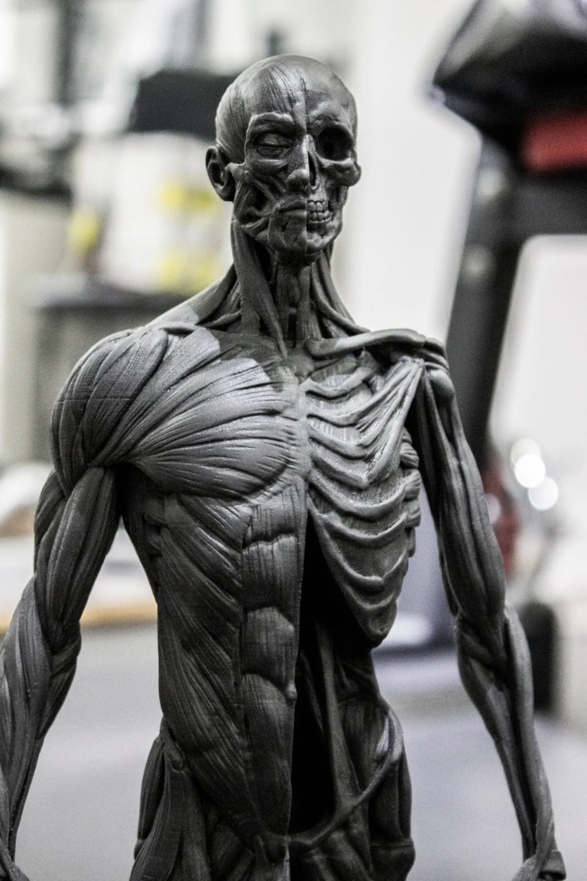 Human Anatomy v2
