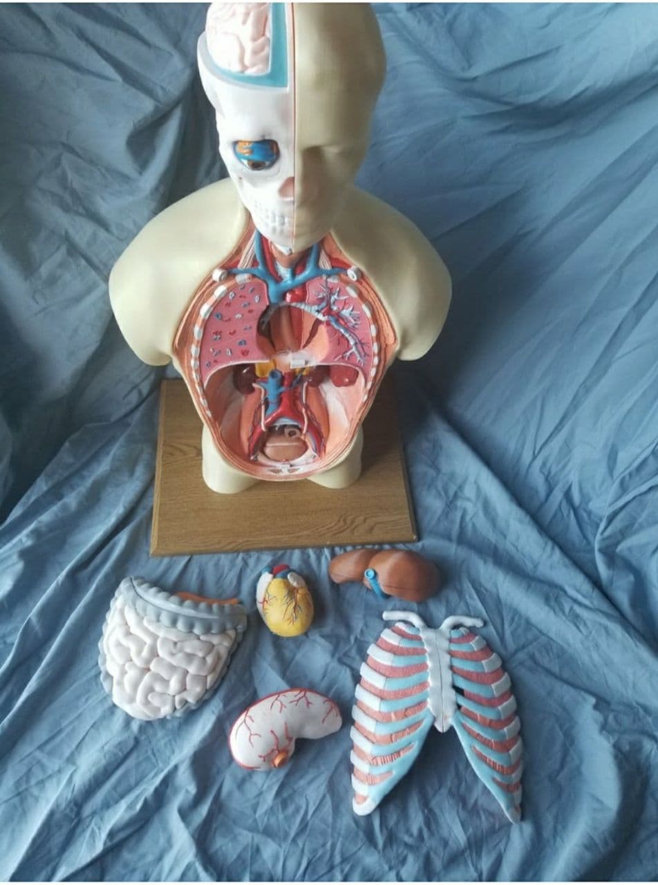 Model Human Anatomy Torso