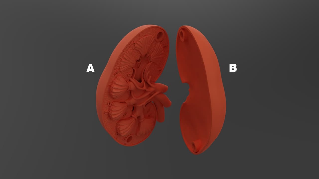 Kidney