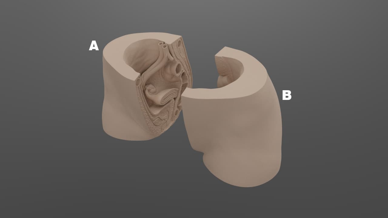 Female Genital
