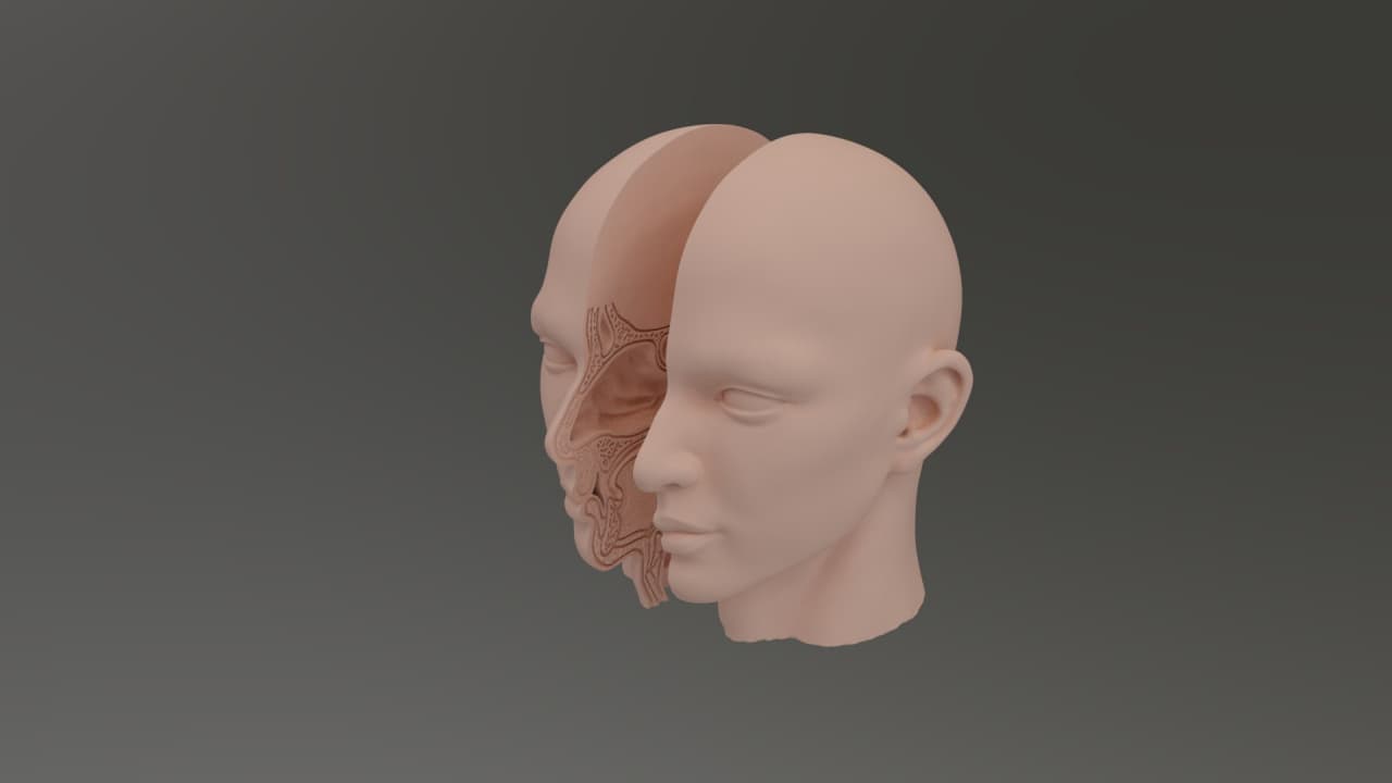 Nose anatomy