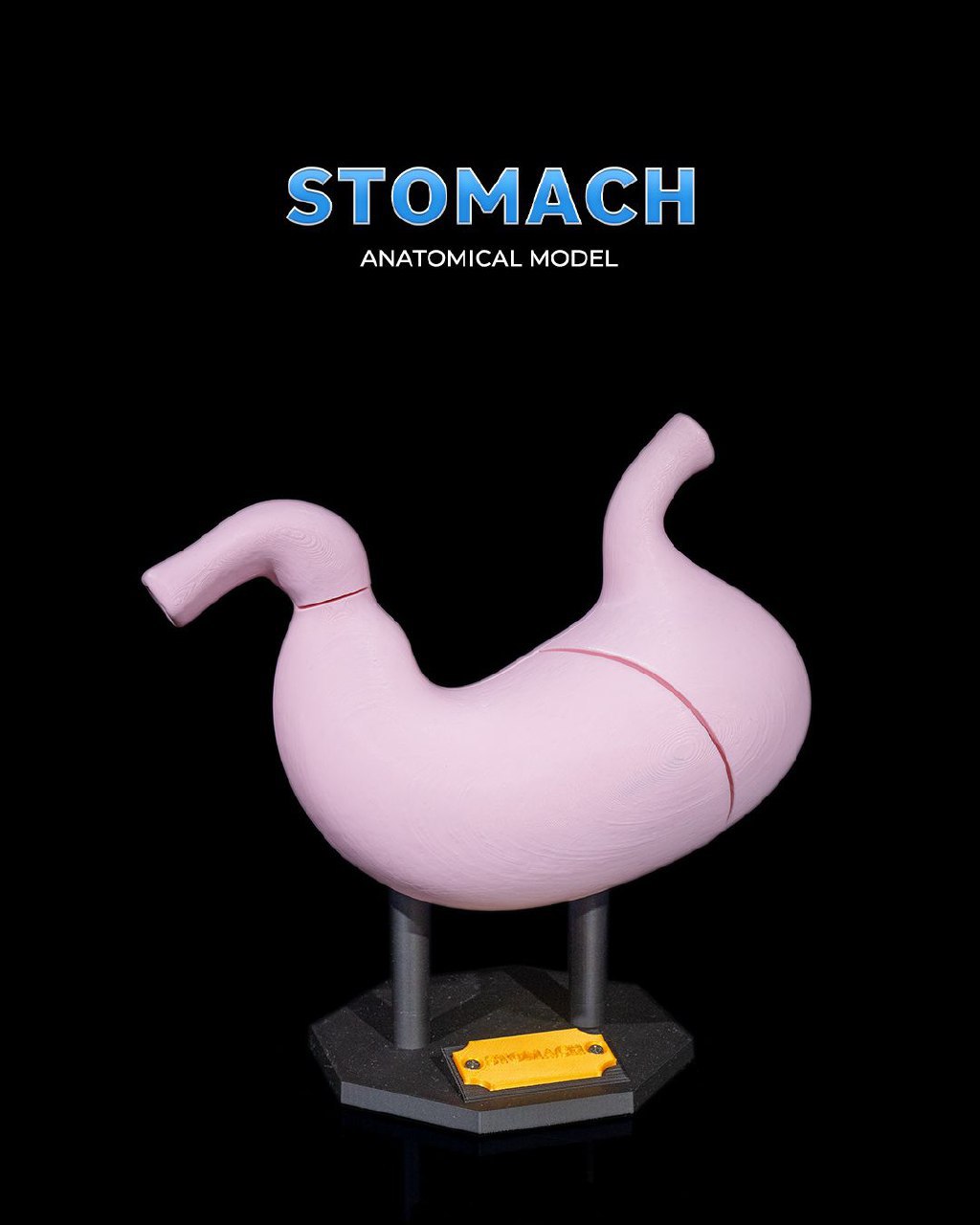 Estomago Anatomico