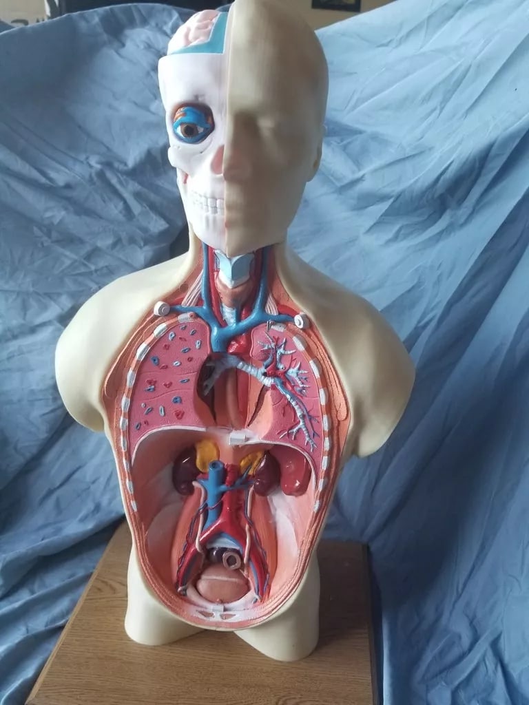 Modelo Anatomico do Torso