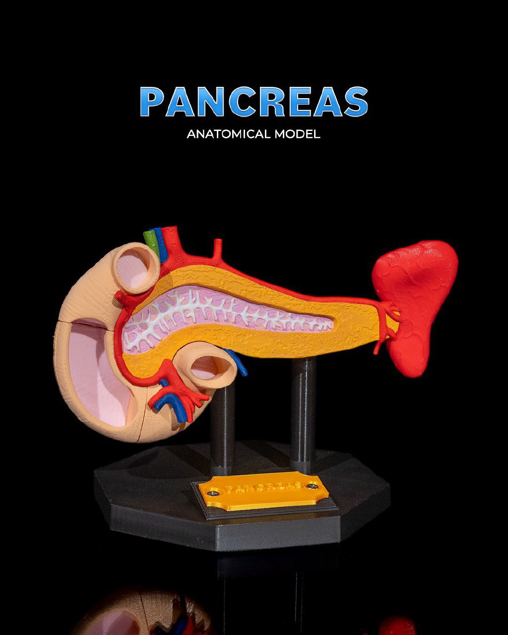 Pancreas Anatomico