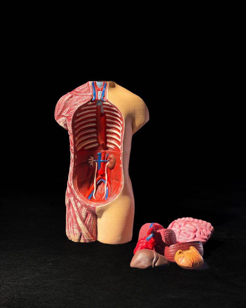 Modelo Anatomico