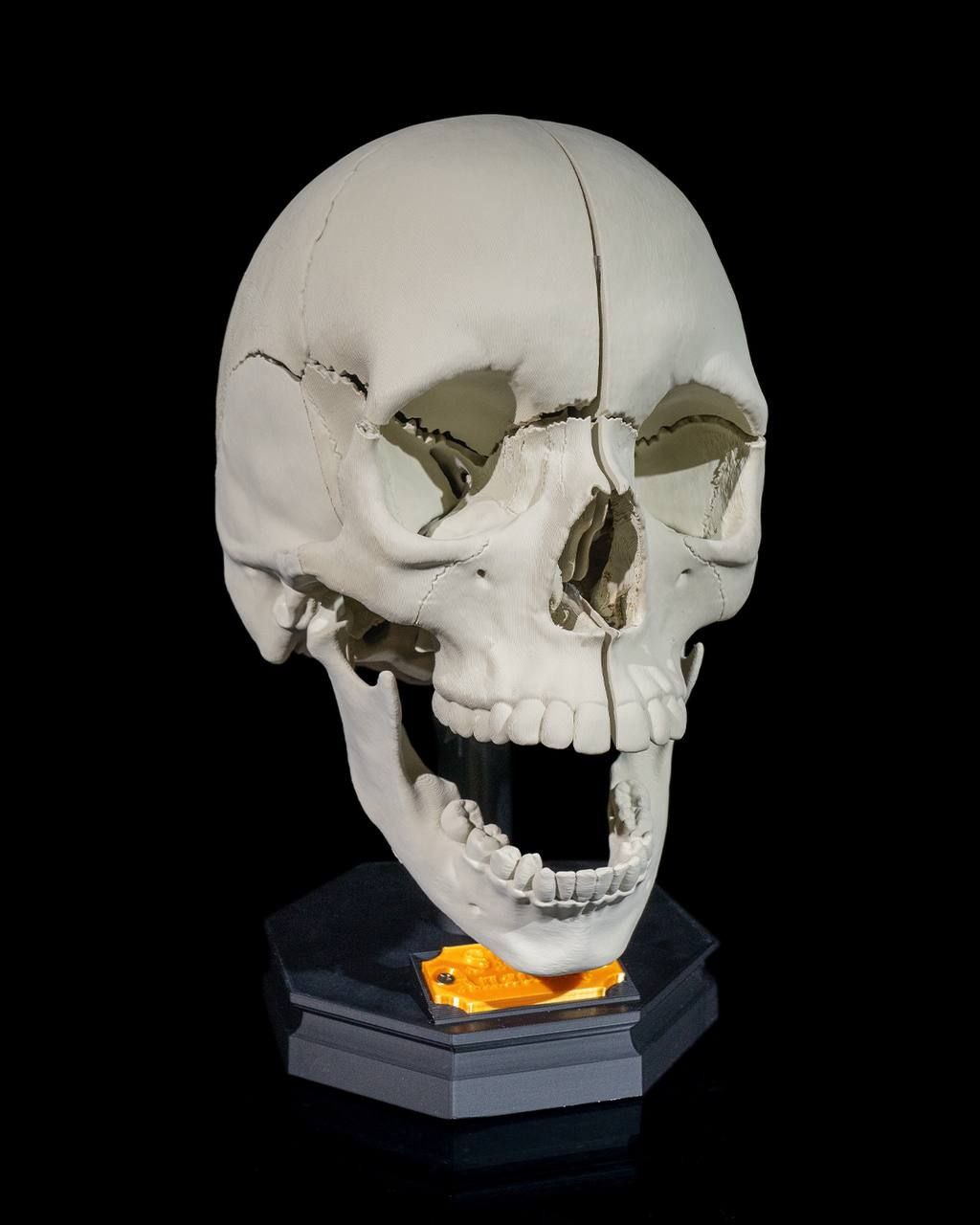Cranio Adulto