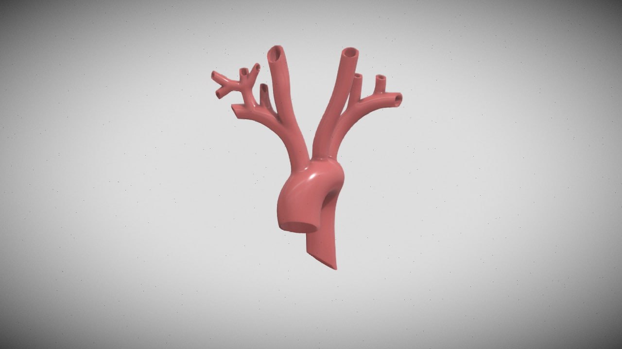 Aorta Humana