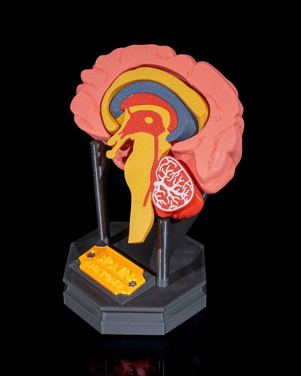 Cerebro Humano