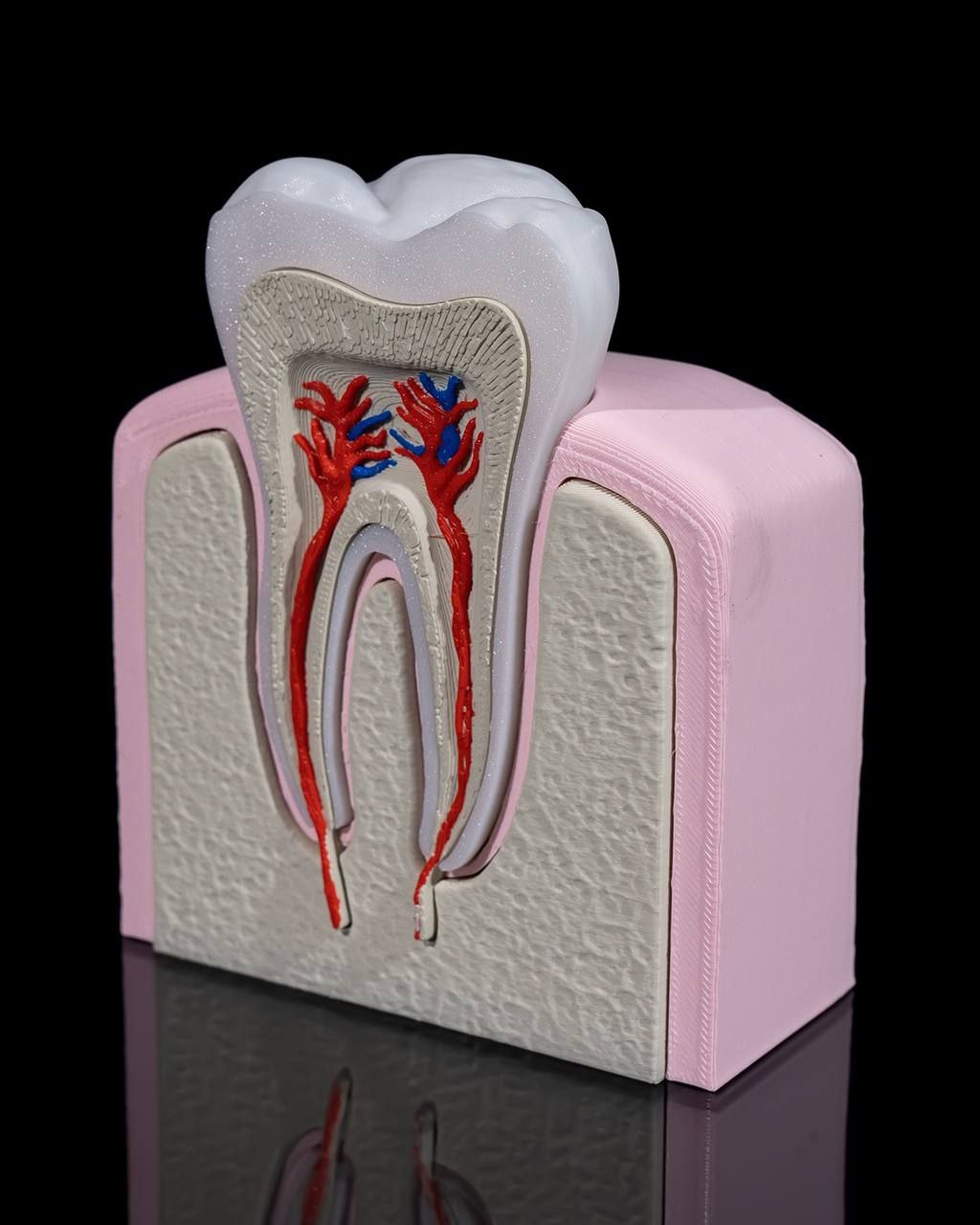 Dente Pre Molar Saudavel