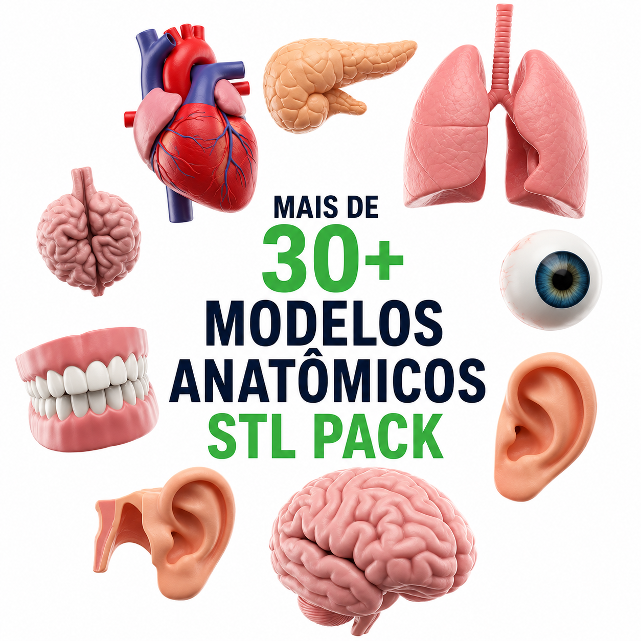 Anatomia Humana